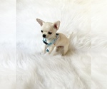 Small #7 Chihuahua