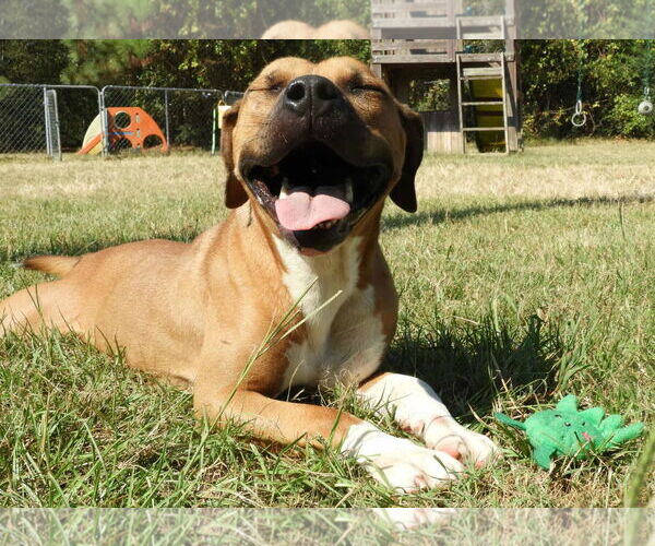 Medium Photo #2 Boxer-Unknown Mix Puppy For Sale in Anniston, AL, USA