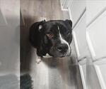 Small #1 American Pit Bull Terrier Mix