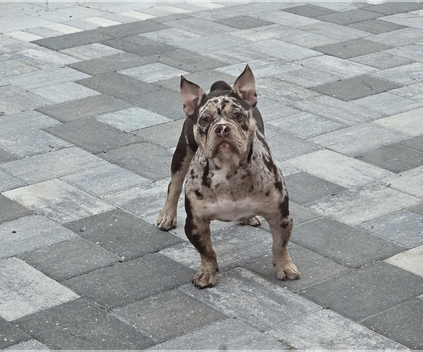 Medium Photo #1 American Bully Puppy For Sale in NORTH PORT, FL, USA