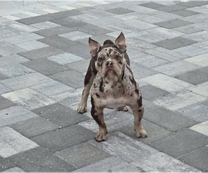 American Bully Puppy for sale in NORTH PORT, FL, USA