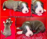 Small Photo #4 American Pit Bull Terrier Puppy For Sale in TRENTON, NJ, USA