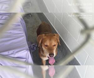 Beagle-Unknown Mix Dogs for adoption in Ocala, FL, USA