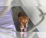 Small Beagle Mix