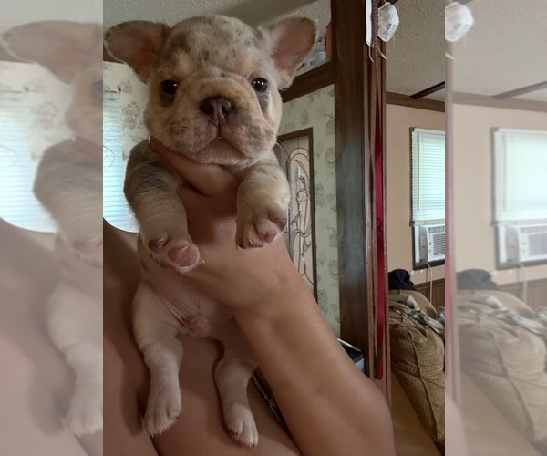 Medium Photo #7 French Bulldog Puppy For Sale in FAYETTEVILLE, NC, USA