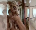 Small #6 French Bulldog