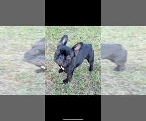 Mother of the French Bulldog puppies born on 11/09/2022