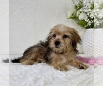 Small #4 Shorkie Tzu
