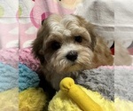 Image preview for Ad Listing. Nickname: Oscar