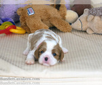 Puppy Bailey AKC Cavalier King Charles Spaniel