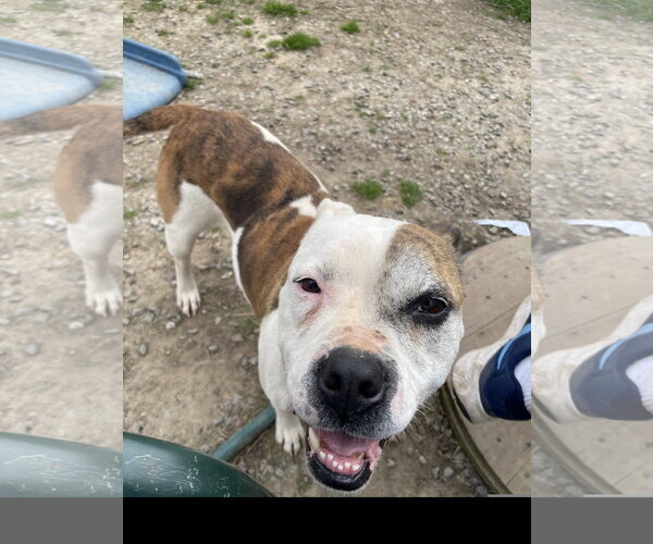 Medium Photo #4 Bull Terrier Puppy For Sale in Tracy City, TN, USA