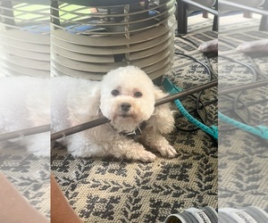 Father of the Poodle (Toy) puppies born on 05/14/2026