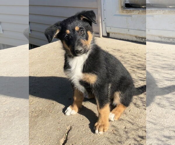 Medium Photo #5 Collie-German Shepherd Dog Mix Puppy For Sale in Sandy, UT, USA