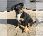 Small #4 Collie-German Shepherd Dog Mix