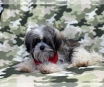 Small Photo #5 Havanese Puppy For Sale in LAKELAND, FL, USA