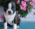Small #2 Boston Terrier