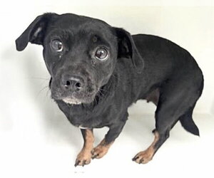 Chihuahua Dogs for adoption in Houston, TX, USA