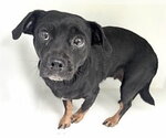 A663117 - Female Chihuahua Dog for Adoption - Small photo