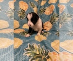 Small Photo #18 Border Collie Puppy For Sale in AIKEN, SC, USA