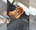 Penny And Andy - Female Golden Retriever Puppy for Sale - Small photo