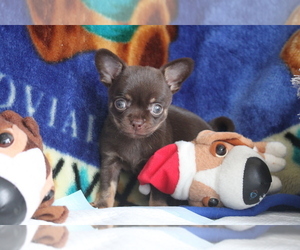Chihuahua Puppy for sale in LONG ISLAND CITY, NY, USA
