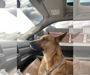 Jack Dixon - Male Carolina Dog-Unknown Mix Dog for Adoption - Photo #10