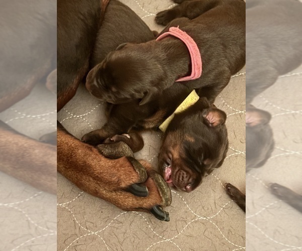 Medium Photo #6 Doberman Pinscher Puppy For Sale in MACOMB TOWNSHIP, MI, USA