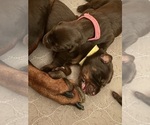 Small Photo #7 Doberman Pinscher Puppy For Sale in MACOMB TOWNSHIP, MI, USA