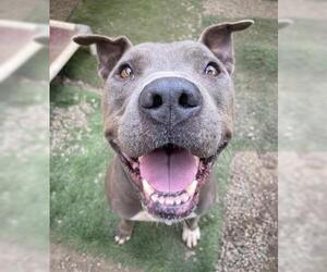 Shef - Male Mutt Dog for Adoption - Photo #6