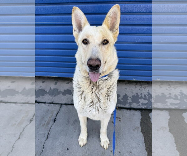 Medium Photo #3 - Mix Puppy For Sale in Phoenix, AZ, USA