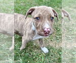 Small #4 American Pit Bull Terrier Mix