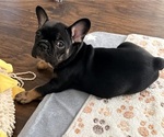 Puppy Puppy 1 Raz French Bulldog