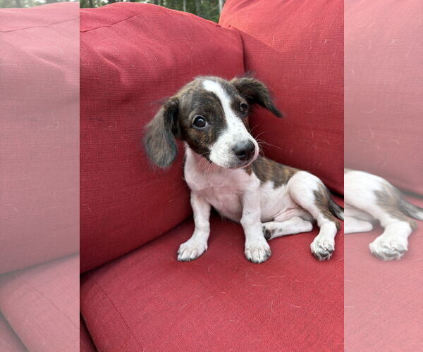 Medium Photo #1 Dachshund-Unknown Mix Puppy For Sale in Duluth, MN, USA