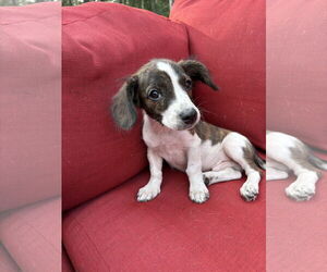 Dachshund-Unknown Mix Dogs for adoption in Duluth, MN, USA