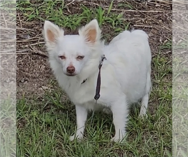 Medium Photo #1 Chihuahua Puppy For Sale in HOMERVILLE, GA, USA