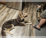 Small #1 German Shepherd Dog-Huskies  Mix