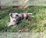 Small Photo #10 Australian Shepherd Puppy For Sale in PIONEER, CA, USA