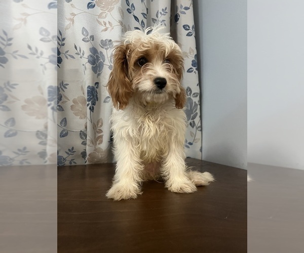 Medium Photo #16 Cavapoo-Poodle (Miniature) Mix Puppy For Sale in DURHAM, CT, USA