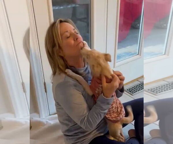 Medium Photo #2 Chihuahua-Unknown Mix Puppy For Sale in Holly Springs, NC, USA