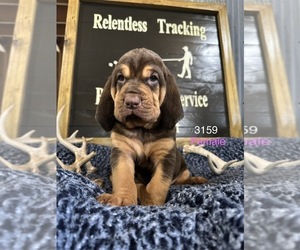 Bloodhound Puppy for sale in BROOKFIELD, MO, USA