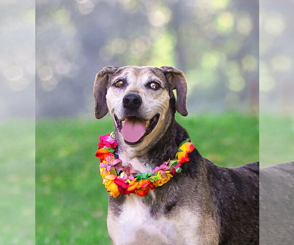 Medium Photo #5 Catahoula Leopard Dog-Unknown Mix Puppy For Sale in Unionville, PA, USA