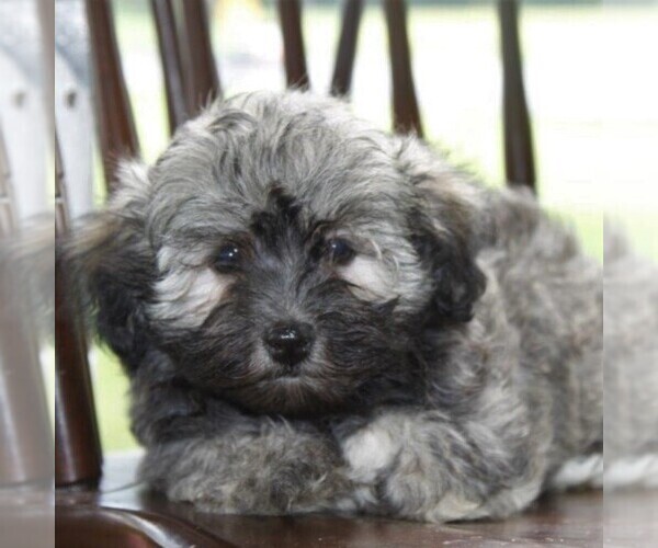 Medium Photo #2 Havanese Puppy For Sale in DANVILLE, PA, USA