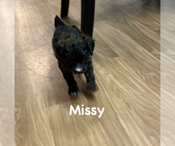 Medium Photo #3 Mutt Puppy For Sale in Spring Lake, NC, USA