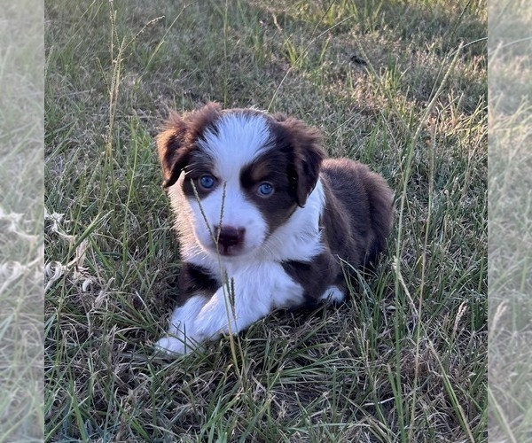 Medium Photo #4 Miniature Australian Shepherd Puppy For Sale in CANTON, TX, USA