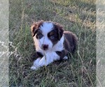 Small #3 Miniature Australian Shepherd