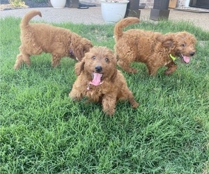 Irish Doodle Puppy for sale in CHINA SPRING, TX, USA