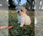 Small Photo #4 Maltipoo Puppy For Sale in CHESAPEAKE, VA, USA