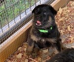 Small Photo #2 German Shepherd Dog Puppy For Sale in AND, SC, USA