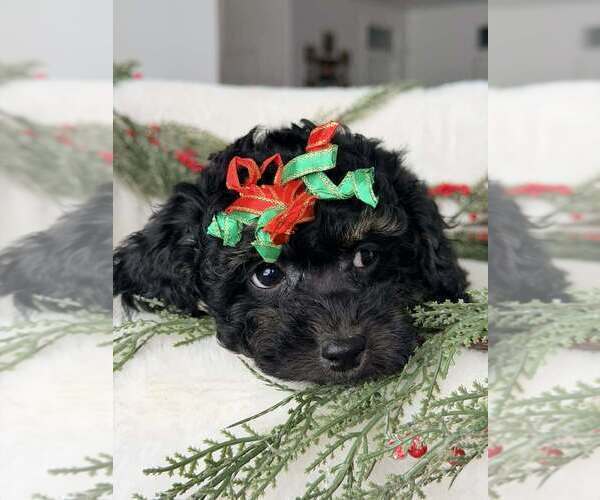Medium Photo #1 Poodle (Toy) Puppy For Sale in CORINNE, UT, USA