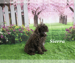 Small #13 Poodle (Toy)